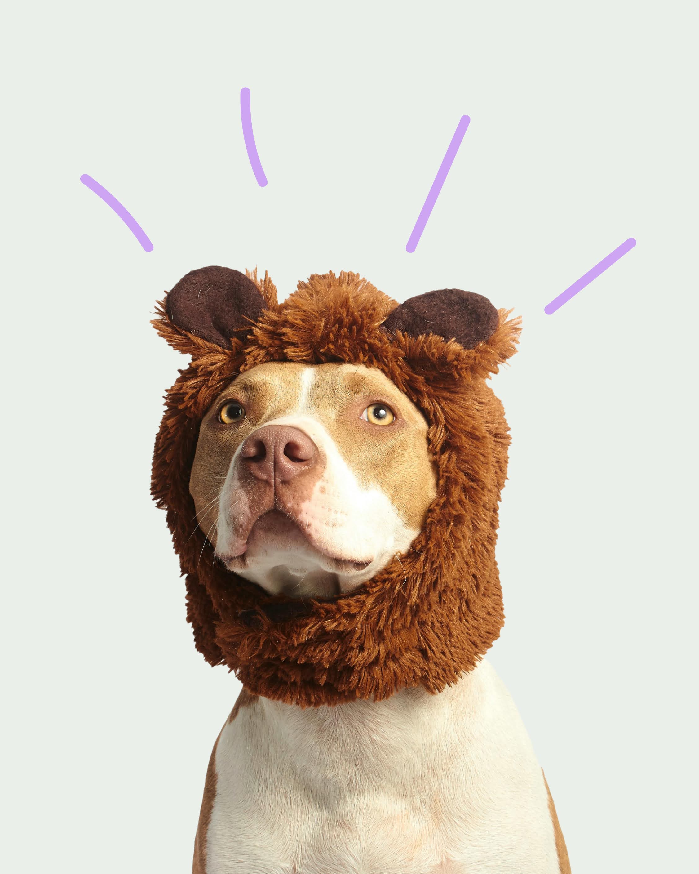 PetFindr Project 1